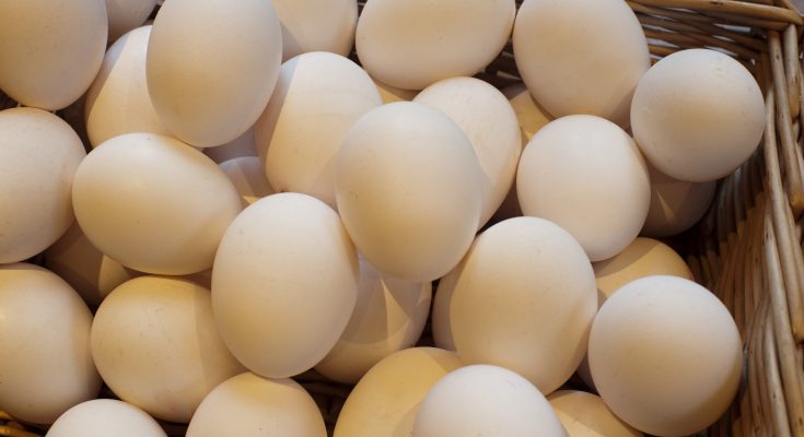 bảo quản trứng 
